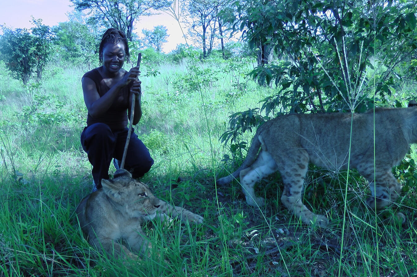 with lions